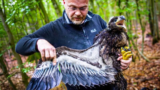 Tiere: Der Seeadler-Experte René Feige hatte kurz nach Weihnachten von der Baumfällung erfahren. (Archivbild)