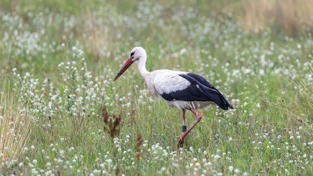 Tierseuche: Vogelgrippe in Spanien: Kommen 2026 weniger Störche zurück?