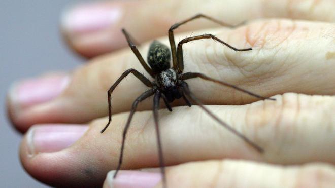 Alarmanlage ausgelöst: Eine Spinne hat vermutlich die Alarmanlage einer Firma in Bissendorf ausgelöst - die Polizei rückt an. (Symboild)