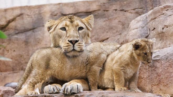 Raubtierhaus geschlossen: Löwin Aarany bekommt nicht zum ersten Mal Nachwuchs im Nürnberger Tiergarten. (Archivbild)