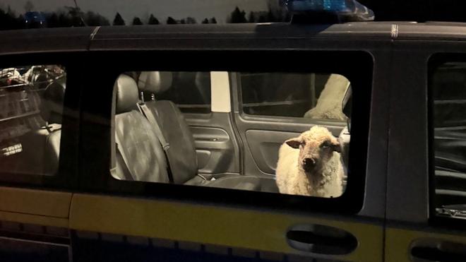 Tiere: Die Polizei sperrt das entlaufene Schaf in den Streifenwagen.