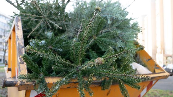 Weihnachtsbaumentsorgung: Wohin mit dem Weihnachtsbaum nach dem Fest? (Archivbild)