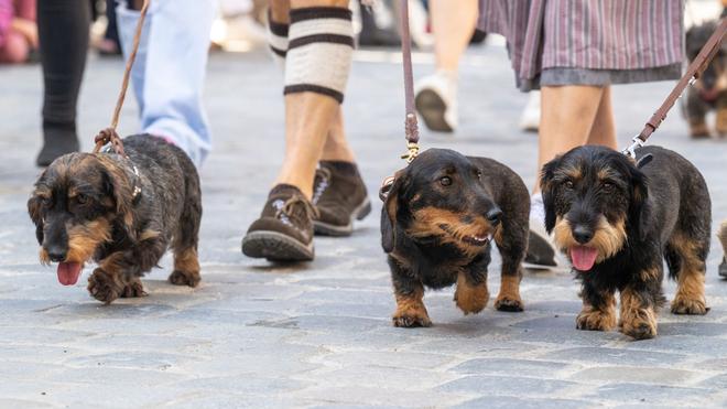Buntes: 2026 soll es in Regensburg wieder eine Dackelparade geben. (Archivbild)