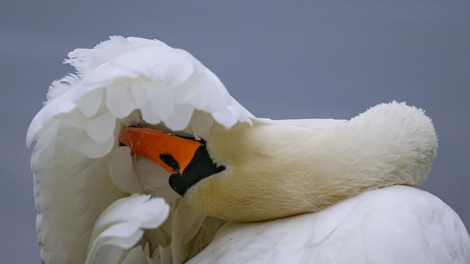Tiere: Warum der Schwan verschwand, ist unklar. (Symbolbild)