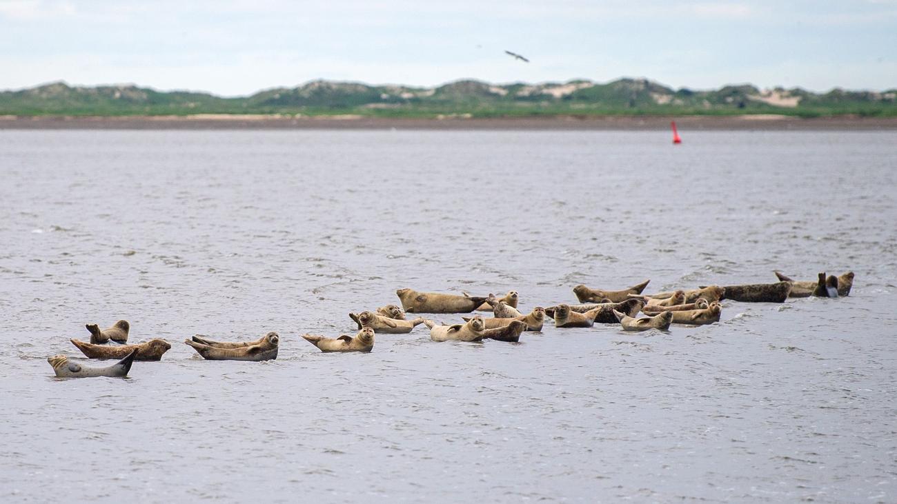 Unesco-Weltnaturerbe: Nationalpark Wattenmeer feiert 40. Geburtstag