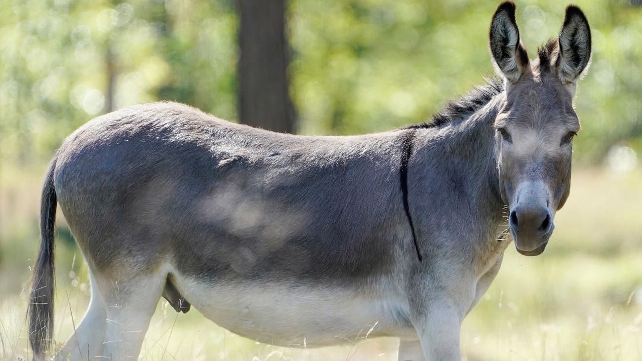 Unfälle: Zwei Esel sterben nach Zusammenstoß mit Auto
