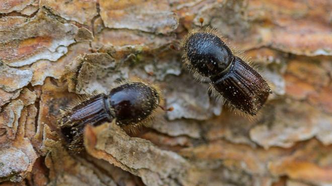 Natürliche Schädlingsabwehr: So genannte Buchdrucker, eine Käferart aus der Familie der Fichtenborkenkäfer, sitzen auf der Rinde einer Fichte. (Archivbild)
