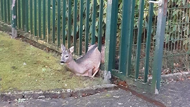 Tiere: Die Feuerwehr befreite das Rehkitz.