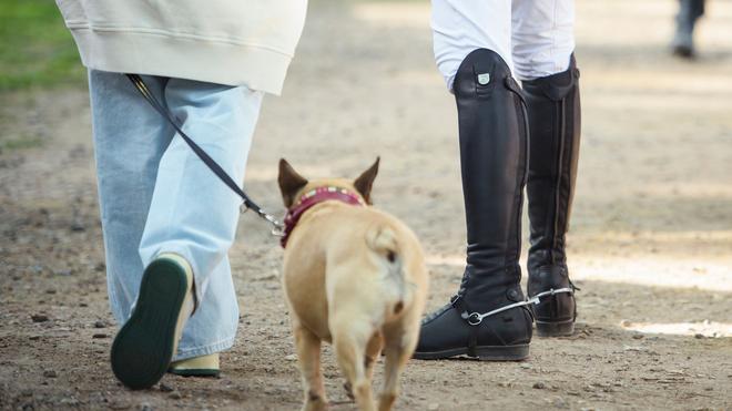 Senat: Hundehalter in Hamburg sollen künftig 120 Euro im Jahr zahlen. (Archivbild)