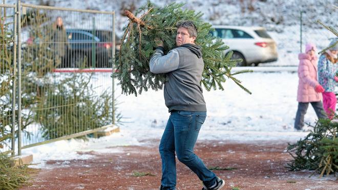 Schleudern, werfen, siegen: Beim Weihnachtsbaumwerfen in der Pfalz.