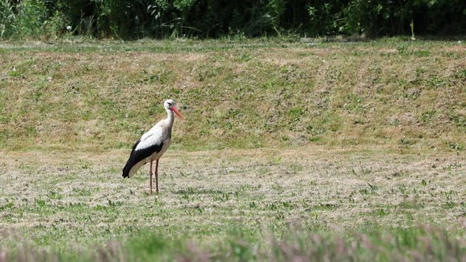 Geflügelpest: Zwei sogenannte Senderstörche aus Hamburg werden nicht mehr zurückkehren - sie sind in Spanien aufgrund der Vogelgrippe verendet. (Archivbild)