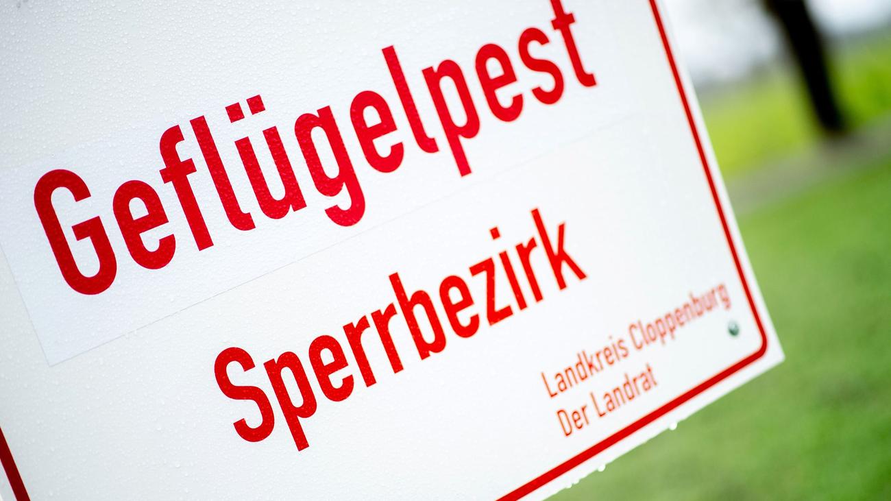 1,7 Millionen Tiere getötet: Welche Konsequenzen hat die Vogelgrippe-Welle?