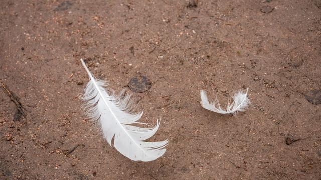 Vogelgrippe in Thüringen: Neue Fälle von Vogelgrippe - keine Stallpflicht