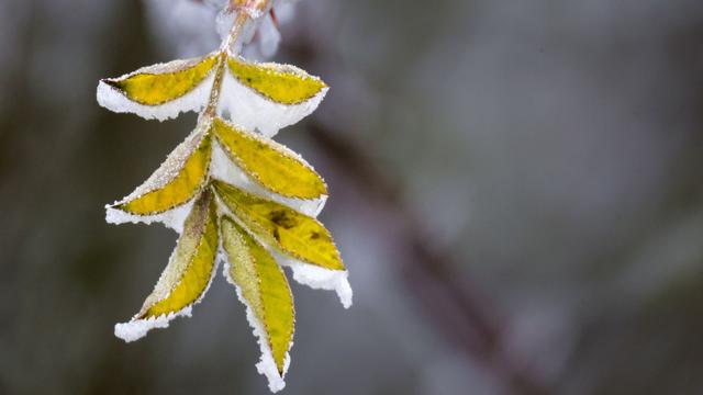 Wetterbericht: Polare Meeresluft sorgt für Dauerfrost zum Wochenstart
