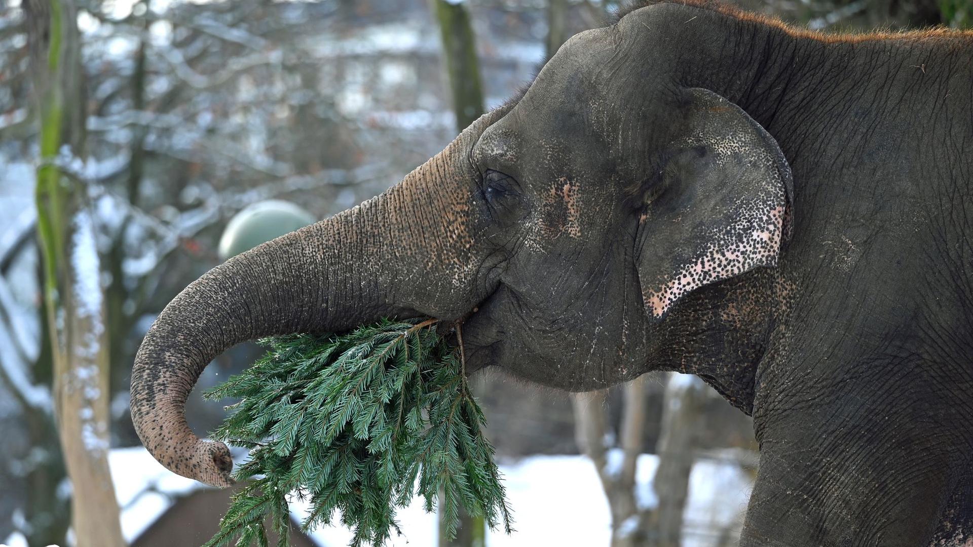 Zoo Berlin: Unverkaufte Weihnachtsbäume werden Zootier-Futter