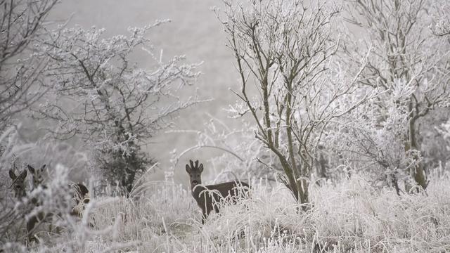 Wildtiere: Rettungsaktion für ein Reh