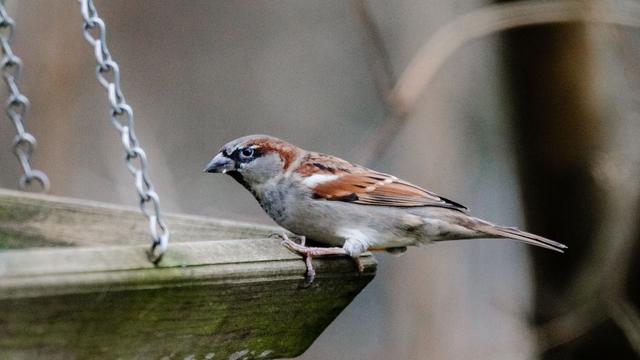 Naturschutz: Vögel zählen in Sachsen – Nabu ruft zu Mitmachaktion auf