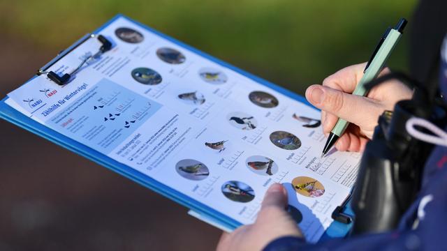 Umwelt: Vögel zählen: Nabu ruft zur "Stunde der Wintervögel" auf