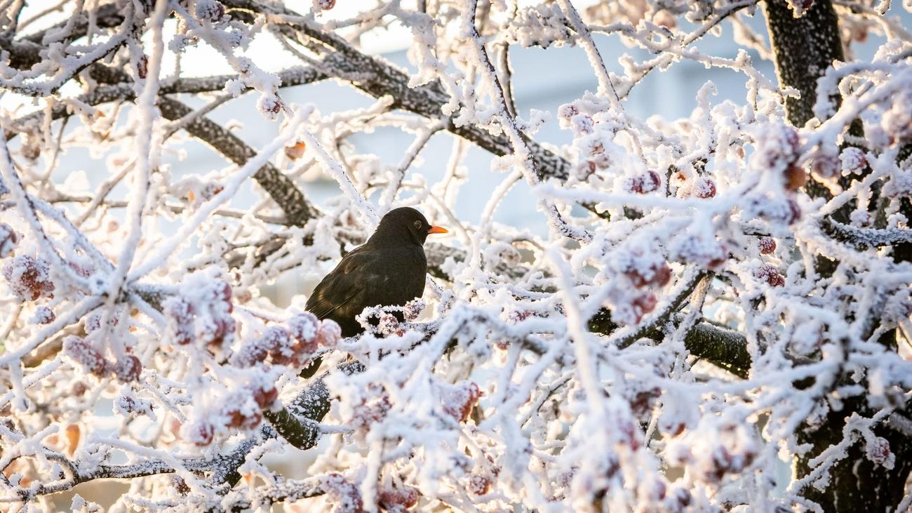 Winter: Was sind Frost- und Eistage?