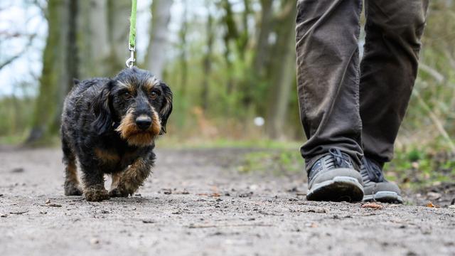 Gefährlicher Köder im Emsland: Wurst mit Glassplittern gespickt – Polizei sucht Unbekannten