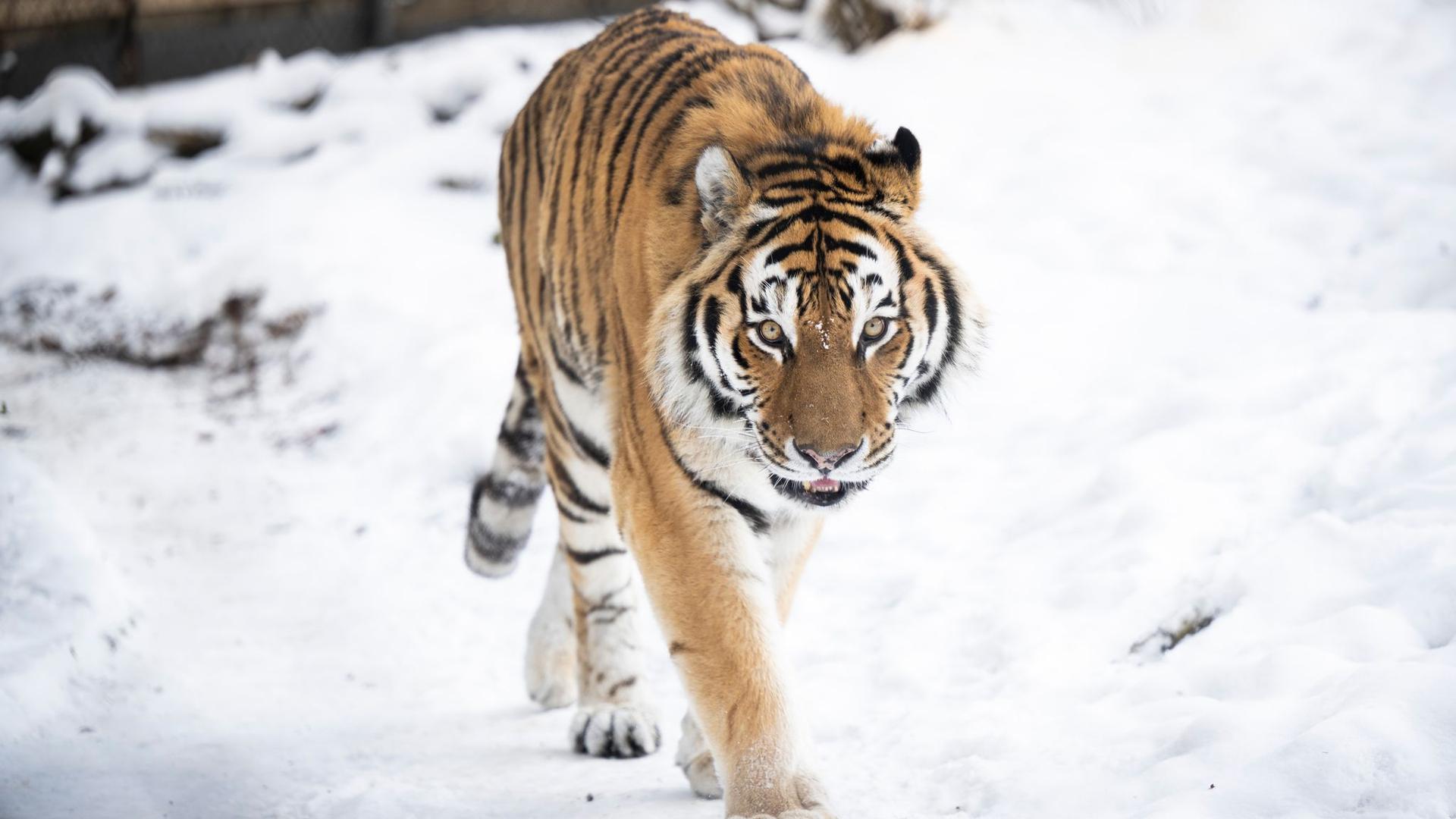 Tiere im Winter: Kälte kein Problem für Tiger und Panda im Schweriner Zoo