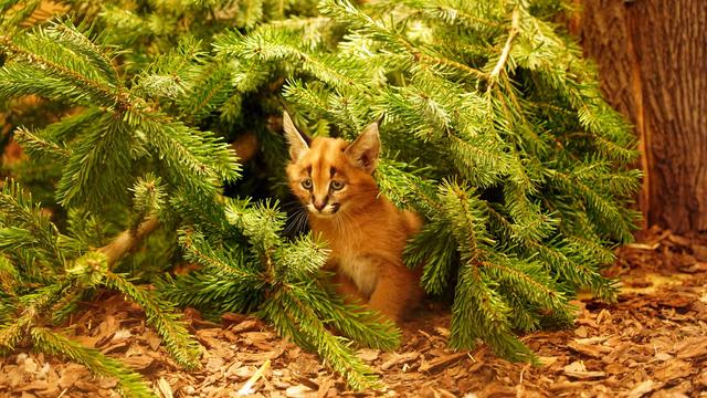 Tiere: Karakale im Zoo Dresden bekommen Nachwuchs