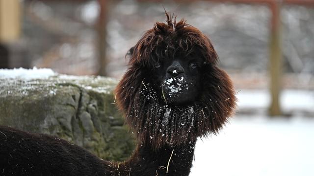 Tier und Kälte: Wie Tiere im Frankfurter Zoo den Winter meistern
