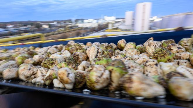 Zucker aus Sachsen-Anhalt: Geerntete Zuckerrüben müssen zeitnah verarbeitet werden.