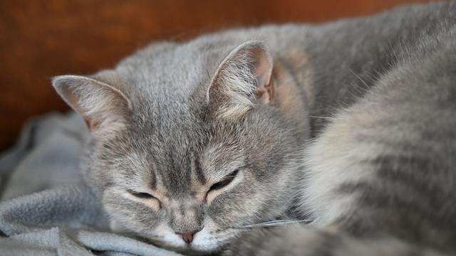 Gerichtsbeschluss: Nach Videos auf TikTok - Halter muss Katzen abgeben