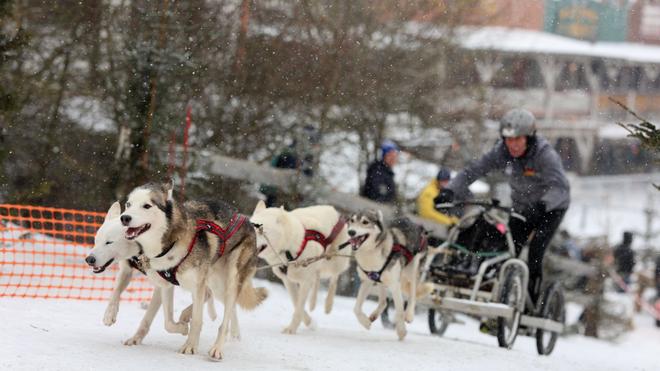 Wettbewerbe im Harz: Auf Mensch und Tier beim traditionellen Schlittenhunderennen in Hasselfelde im Harz warten am Wochenende Traumbedingungen mit genügend Schnee und Dauerfrost. (Archivbild)