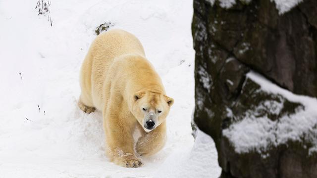 Wetter: Etliche Tiere im Zoo Hannover trotzen Wintersturm