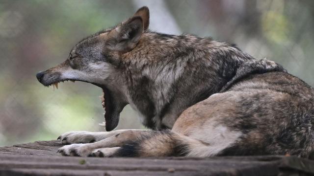 Wildtiere: Sechs Wölfe leben dauerhaft in Hessen