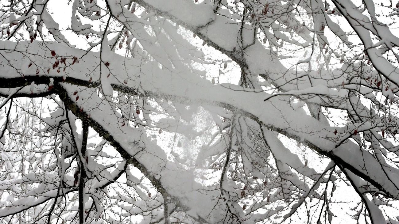 Risiko Schneelast: Stiftung rät: Vorsicht beim Flanieren durch Parkanlagen