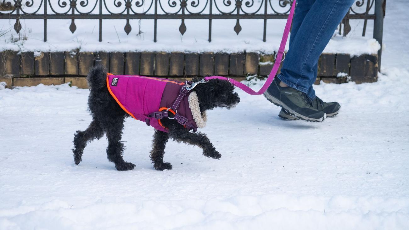 Schnee und Kälte: Wie Halter ihre Haustiere im Winter schützen können