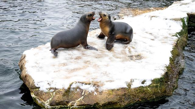 Bis 12. Januar: Wasserrohrbruch: Zoo am Meer in Bremerhaven schließt