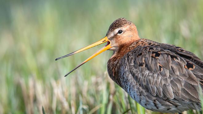 Vom Aussterben bedroht: Die Uferschnepfe ist gefährdet. (Archivbild)