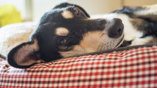 Umfrage: Die Mehrheit der Haustiere schläft laut Umfrage in einem eigenen Körbchen. (Archivbild)