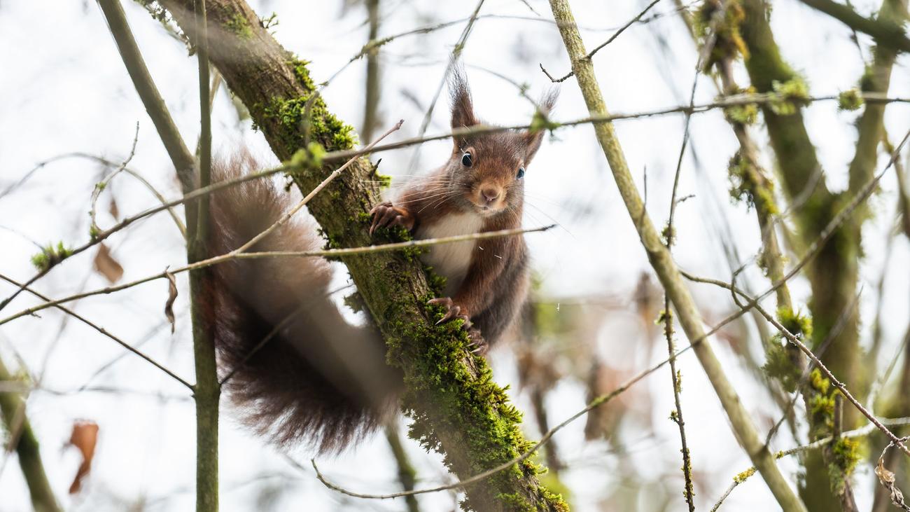 Wetter: Stiftung: Winter setzt Wildtieren zu – Mensch kann helfen
