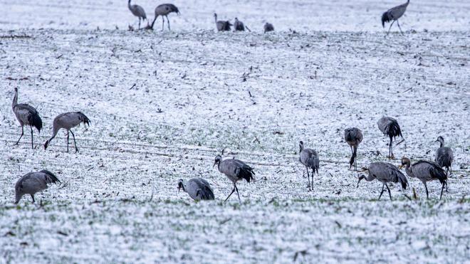 Winterquartier in MV: Die Suche nach Nahrung wird bei geschlossener Schneedecke für Kraniche schwierig.