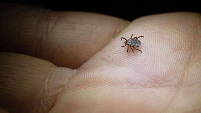 Zecken: In Sachsen werden immer mehr Borreliose-Fälle registriert. (Archivbild)