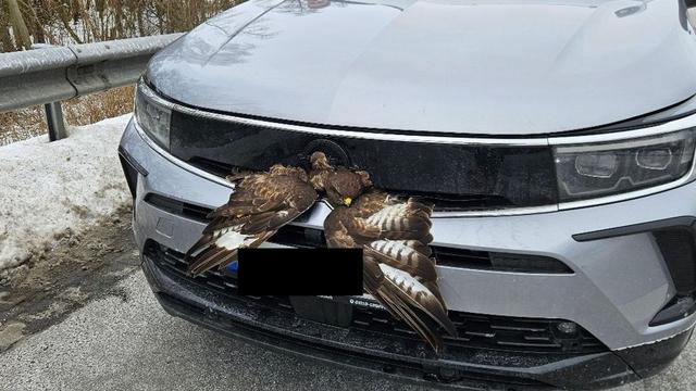 Glück im Unglück: Greifvogel überlebt Kollision auf Autobahn
