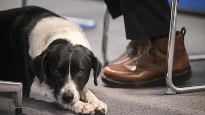 Tierische Lernpause: Durch Streicheln, Kuscheln und Spielen soll ein Hund in der Pfälzischen Landesbibliothek in Speyer künftig beim Lernen helfen. (Symbolbild)