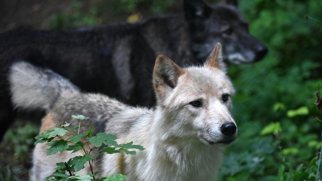 Artenschutz: Land warnt: Wolfshybride sind keine Haustiere