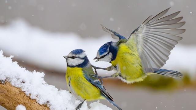 Wetter: Nabu: Winterwetter treibt Meisen und Amseln ans Futterhaus