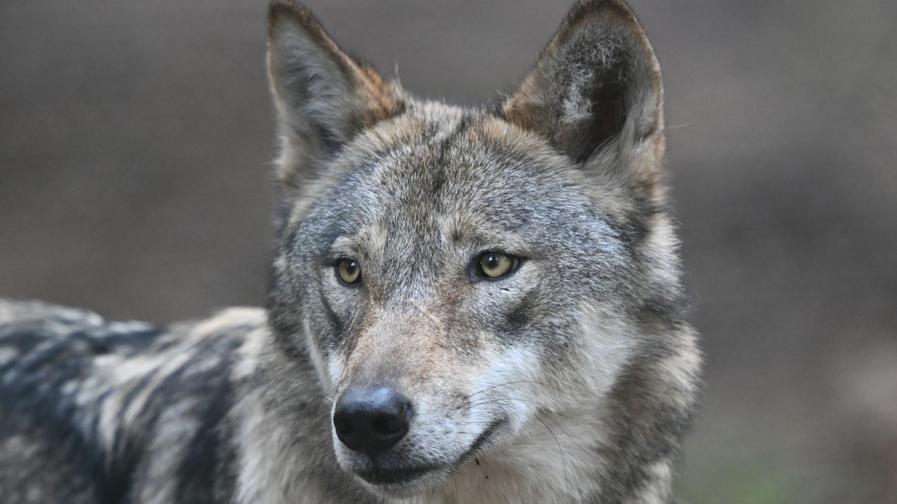 Tiere: Sachsens Wölfe liefern Daten für die Forschung