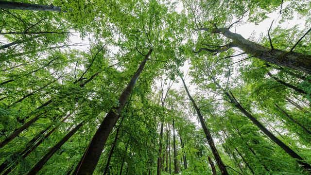 Wälder in Rheinland-Pfalz: Was braucht der Wald im Klimawandel?