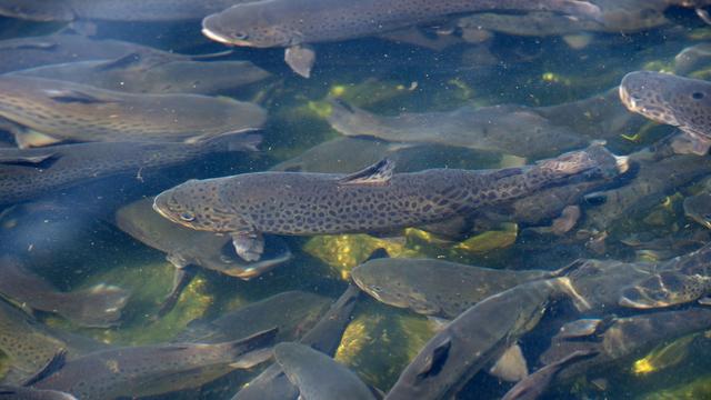 Sechsstelliger Schaden: 20 Tonnen Fisch durch verunreinigtes Wasser verendet
