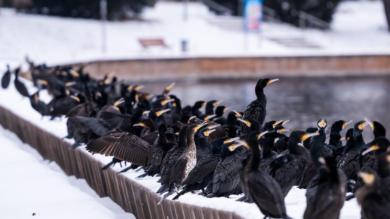 Artenschutz: Kormorane ärgern Angler - ein Fall für eine neue Koalition?