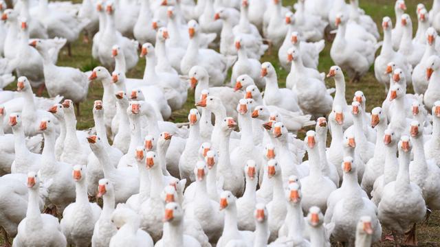 Tiergesundheit: Sachsen sieht sich zunehmend mit Tierseuchen konfrontiert