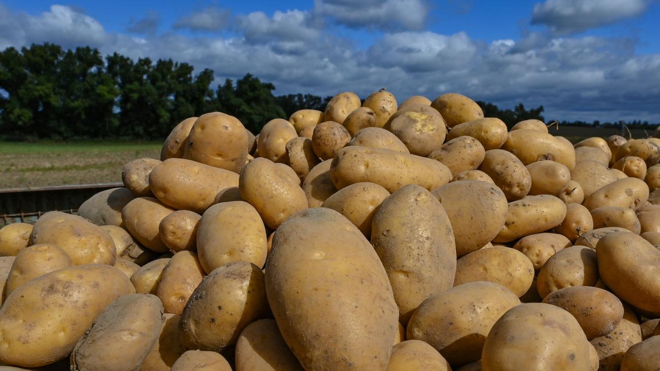 Lebensmittel-Aktion: Verband: Auch in Brandenburg Kartoffel-Überschuss verteilen